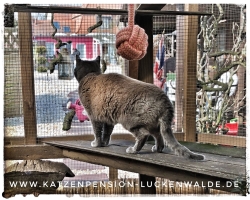 Betreuung Katze Im Urlaub  in ihrer Region Bad Belzig - IMG 8315 min - TIERHEIM in der NÄHE - TIERPENSION - KATZENBETREUUNG - KATZENHOTEL - TIERHEIM in MEINER NÄHE - KATZENSITTER