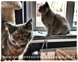 Katzen Betreuen in ihrer Region Bad Sarrow - IMG 8745 min - TIERHEIM in der NÄHE - TIERPENSION - KATZENBETREUUNG - KATZENHOTEL - TIERHEIM in MEINER NÄHE - KATZENSITTER