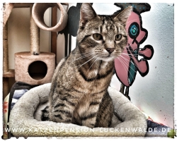 Schönes Wochenende Katze   in ihrer Region Bad Sarrow - IMG 8785 min - TIERHEIM in der NÄHE - TIERPENSION - KATZENBETREUUNG - KATZENHOTEL - TIERHEIM in MEINER NÄHE - KATZENSITTER